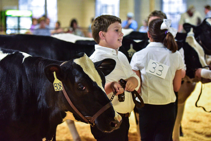 Orangeburg County Fair Dairy Show